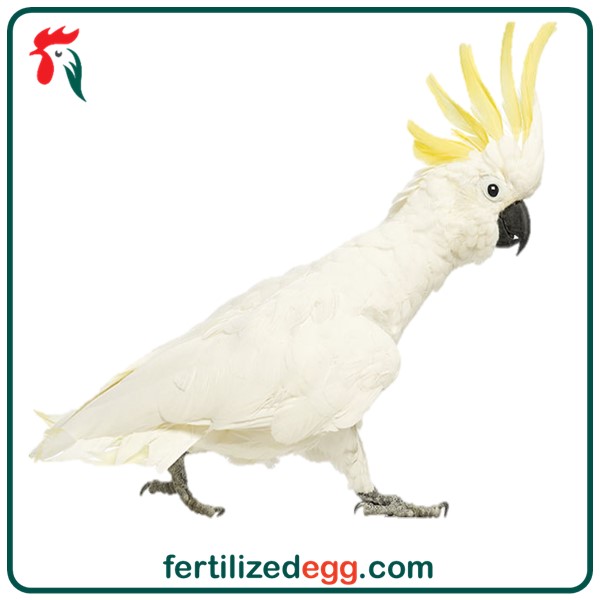 تخم نطفه دار طوطی کاکادو تاج زرد